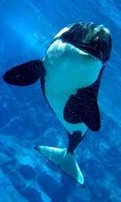Maybe you would like to learn more about one of these? Killer Whale Wallpaper For Android Apk Download