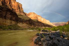 Emergency Lifeline — Whale Foundation