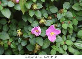 Image result for Dissotis speciosa