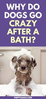 Why Do Dogs Go Crazy After A Bath Puppy Leaks House Training Dogs Dog Training Dog Training Obedience