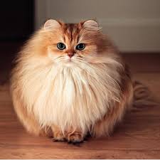 The pic gambar kucing comel youtube gambar c while others additional gambar kucing comel dan manja images can be downloaded to be saved in your chosen image gallery. Kucing Comel