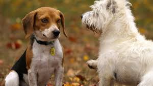 To avoid the risk, take precautions such as planting only nontoxic plants. Poisonous Plants For Dogs In The Midwest The Dog People By Rover Com