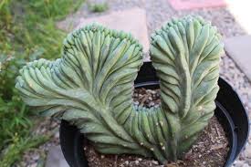 Crested blue candle cactus is native to mexico and is popular in cultivation due to its vigor and ease of care. Crested Blue Candle Cactus Myrtillocactus Geometrizans Cristata 8 Pot Blue Candle Cactus Blue Candles Succulents