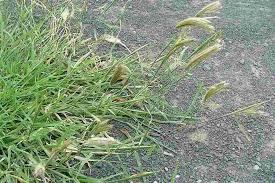 Image result for Chloris virgata