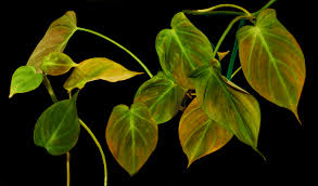 Pin On Plantes