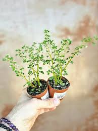 Image result for Pilea microphylla