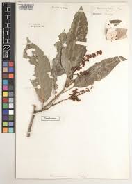 Image result for Asparagus migeodii