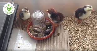 Kuken Aufzucht Zuhause Grundlagen Fur Anfanger In 2020 Huhner Tranke Kukenaufzucht Huhner