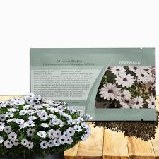 Image result for Dimorphotheca