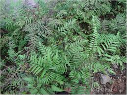 Image result for Diplazium humbertii