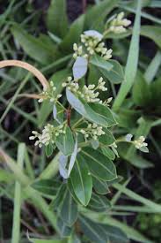 Image result for Ozoroa nitida