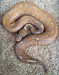Serpent Love Serpent Reptiles Pet Pet Snake Ball Python Morphs