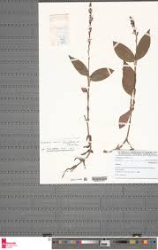 Image result for Hetaeria heterosepala