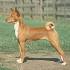 How Much Do Basenji Puppies Cost? | HowMuchIsIt.org
