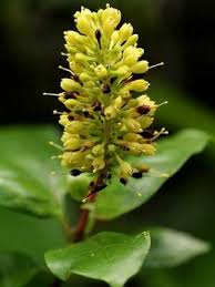 Image result for Otiophora