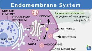 Which One Of The Following Is Not Considered As A Part Of The Endomembran..