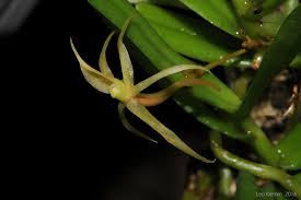 Image result for Angraecum moandense