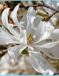 Pin On Oh The Dreams Of The Sweet Scent Of The Beautiful White Magnolia