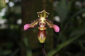 Image result for Peponium vogelii