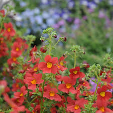 Image result for Jamesbrittenia