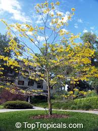 Image result for Handroanthus chrysotrichus