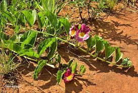 Image result for Harpagophytum procumbens