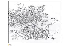 Coloring pages help children develop intelligence, imagination and increase creativity. Coloring Pages National Geographic Society