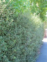 Image result for Pittosporum tenuifolium