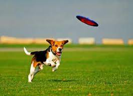 Start by playing tug of war at home with the frisbee. How To Train A Dog To Catch A Frisbee Home Alpha Dog Pet Centers Amherst Oh 44001