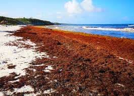 After 13 Years, No End In Sight For Caribbean Sargassum Invasion - Inside  Climate News