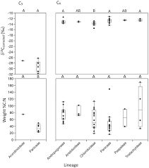 Image result for Hyparrhenia newtonii