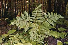 Image result for Pteridium aquilinum
