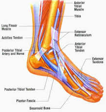 Keeping Your Muscles Is Important For Your Foot Health Peripheral Neuropathy Diabetic Neuropathy Neuropathy Treatment