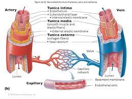 Chapter 19 The Cardiovascular System Blood Vessels Diagram Quizlet