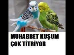 muhabbet kusum titriyor sorun nedir youtube