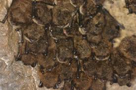 A bat infestation can be costly and dangerous. When Do Bats Hibernate In Michigan Precision Wildlife Removal