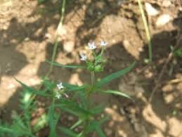 Image result for Kohautia caespitosa