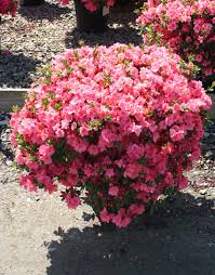 Check spelling or type a new query. Azalea Blaauw S Pink Moon Nurseries