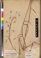 Image result for Hyparrhenia poecilotricha