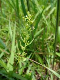 Image result for Thesium masukense