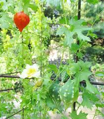 Image result for Momordica balsamina