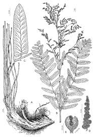 Image result for Osmunda