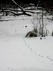 Erkennst du an einem bild, um welche tierspuren es sich handelt? Tierspuren Im Schnee Wer Ist Da Durch Den Schnee Gelaufen