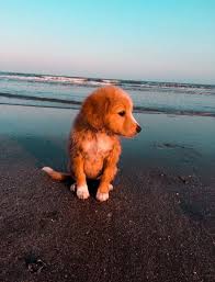 pin von belinda scott auf animals hundebabys susse hunde welpen susse hunde und katzen