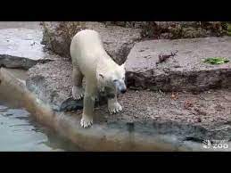The polar bear at the toronto zoo meets the onset of spring. Toronto Zoo Polar Bear Juno Taking A Splash In Her Pool Youtube