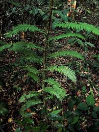 Image result for Arthropteris