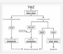 No attribution, no registration required. Mechanisms Of Resistance To Tmz Transparent Png 850x699 Free Download On Nicepng