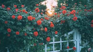 We did not find results for: Greens Summer Leaves Light Flowers Branches The Fence Roses Door Hd Wallpaper Wallpaperbetter