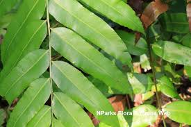 Image result for Stenochlaena