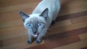 6 fun facts you didn't know about siamese cats. 10 Things You Didn T Know About The Blue Point Siamese